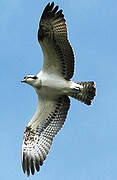 Western Osprey