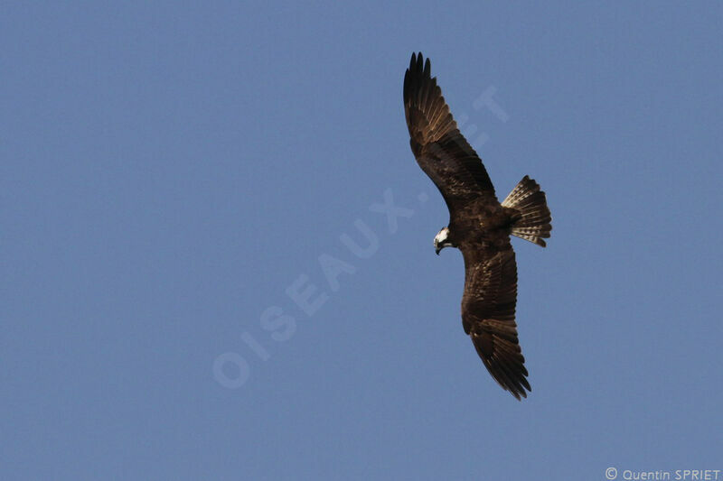 Western Ospreyimmature, identification, Flight, Behaviour