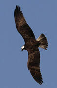 Western Osprey