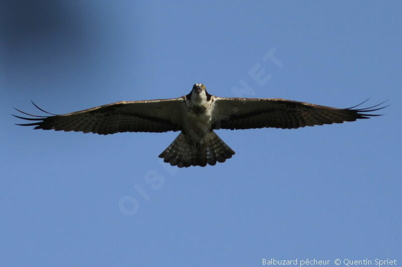 Ospreyadult, Flight