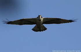 Western Osprey