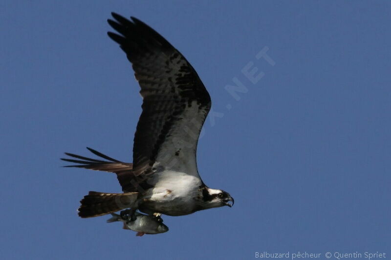 Western Osprey, identification, Flight, feeding habits