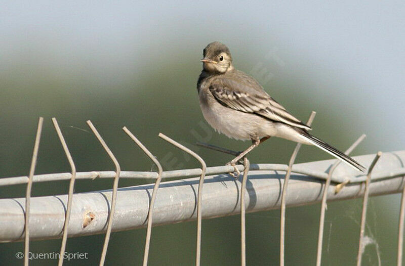 White Wagtail