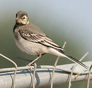 White Wagtail