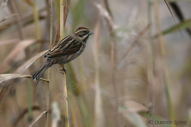 Common Reed Bunting female, identification