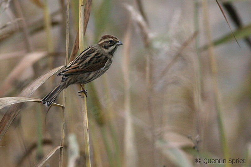 Bruant des roseaux femelle, identification