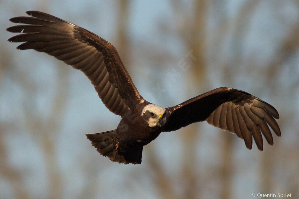 Western Marsh HarrierFirst year, pigmentation, Flight