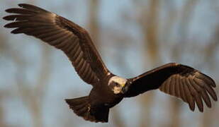 Western Marsh Harrier