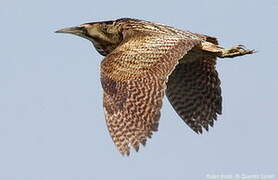 Eurasian Bittern