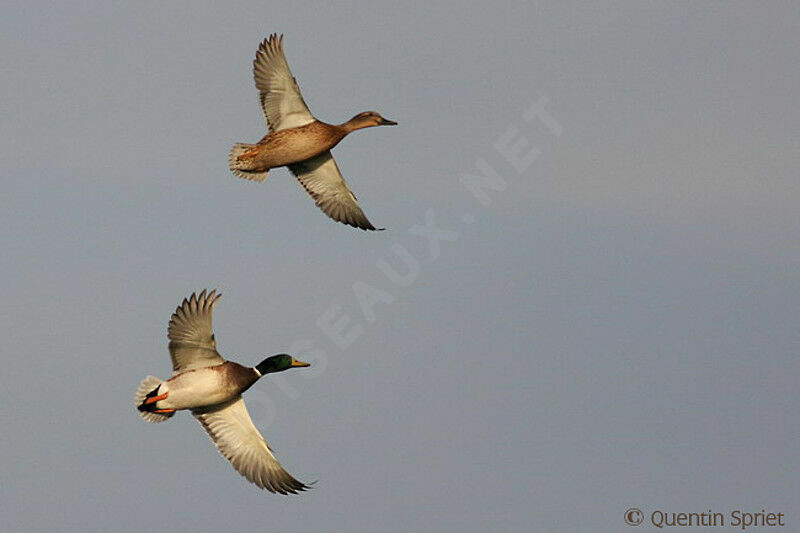 Canard colvert