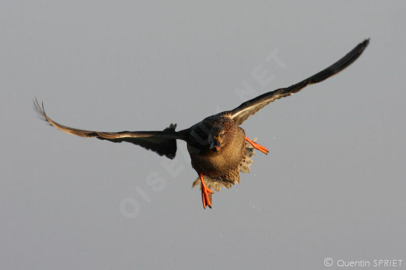 Canard colvert femelle adulte internuptial, Vol