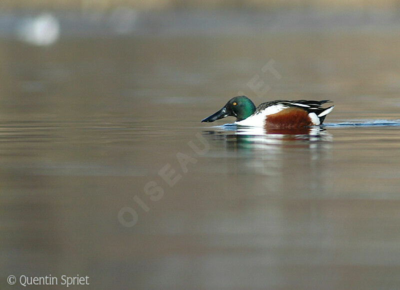 Northern Shoveler male, Flight