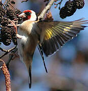 European Goldfinch