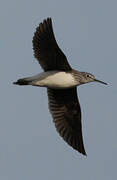 Green Sandpiper