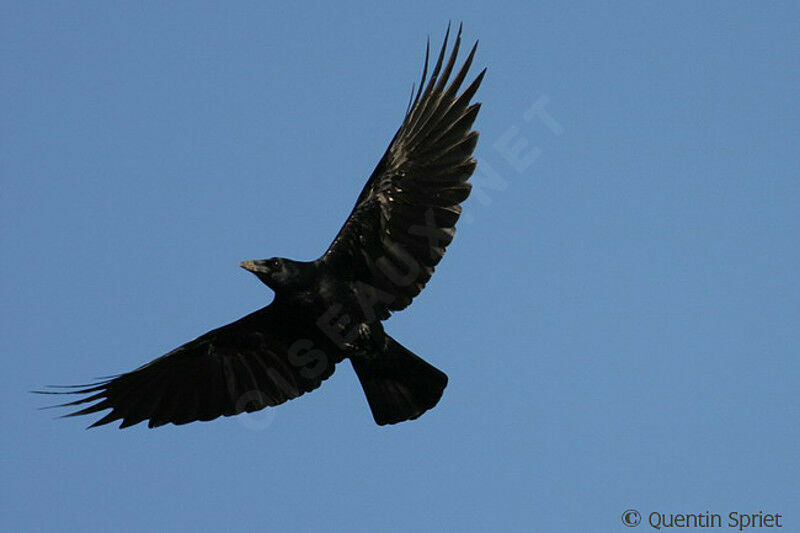 Carrion Crowadult, Flight