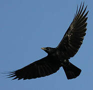 Carrion Crow