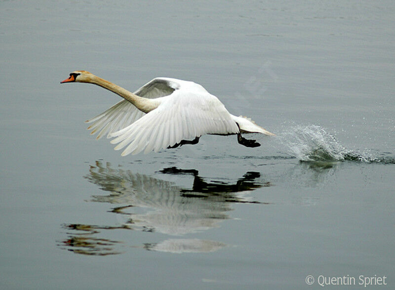 Mute Swanadult, Flight