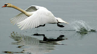 Mute Swan