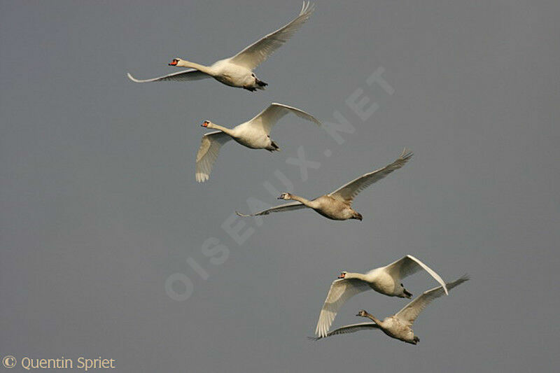 Mute Swan , Flight