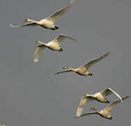 Mute Swan