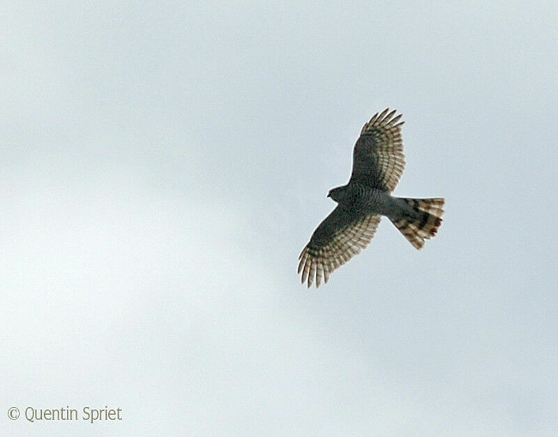 Eurasian Sparrowhawk female adult, Flight