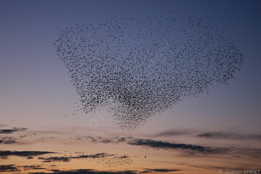 Common Starling, Flight, Behaviour