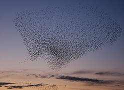 Common Starling