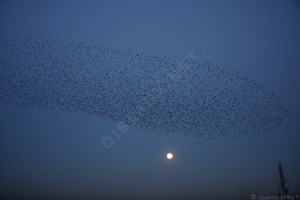 Common Starling, Flight, Behaviour