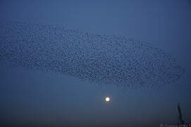 Common Starling