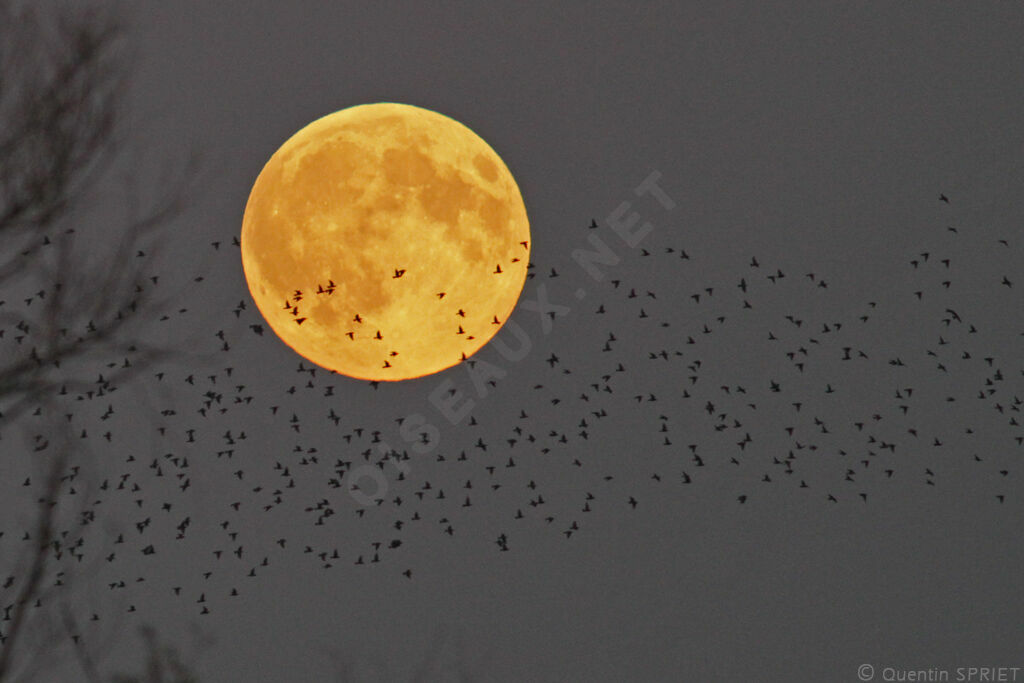 Common Starling, Flight, Behaviour