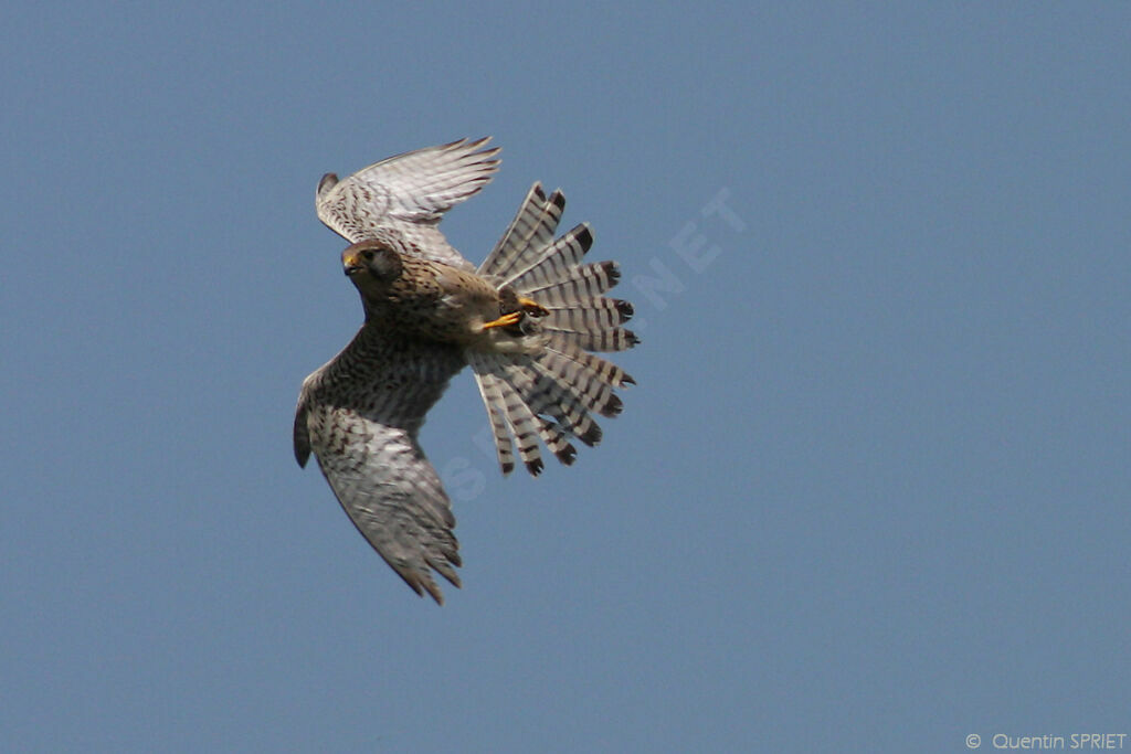 Common Kestrel