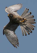 Common Kestrel