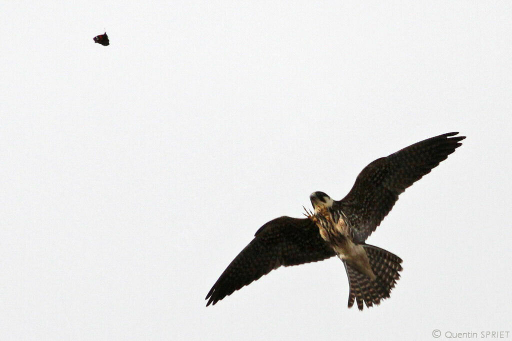 Faucon hobereau femelle immature, Vol, régime