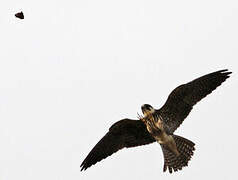 Eurasian Hobby