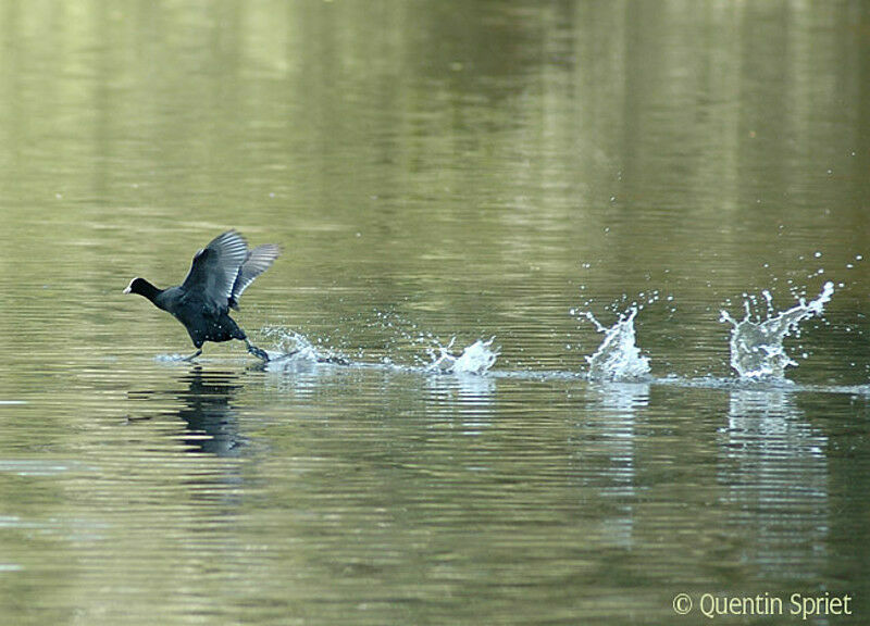 Eurasian Cootadult, Flight