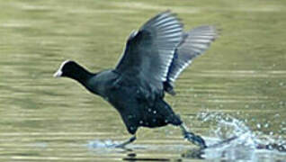 Eurasian Coot