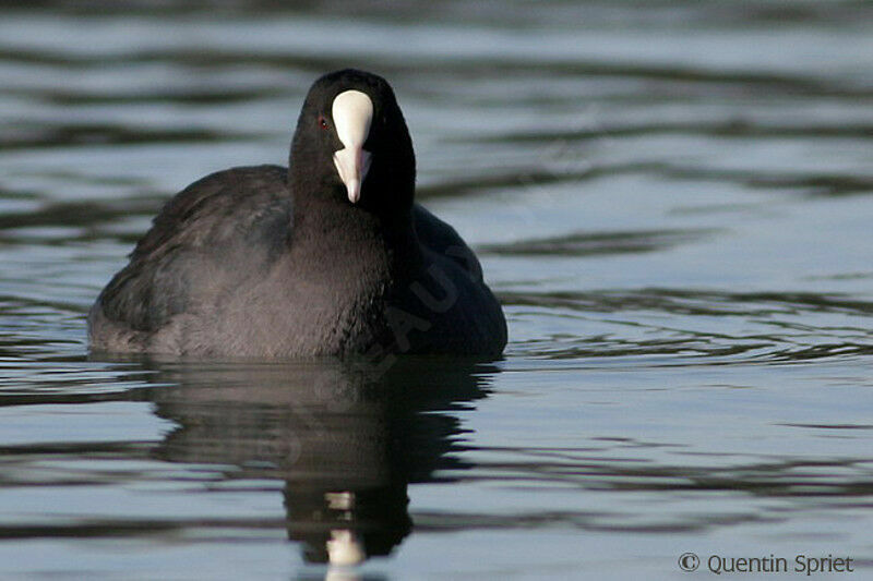 Eurasian Cootadult, identification