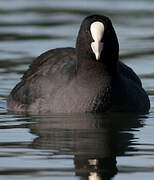 Eurasian Coot