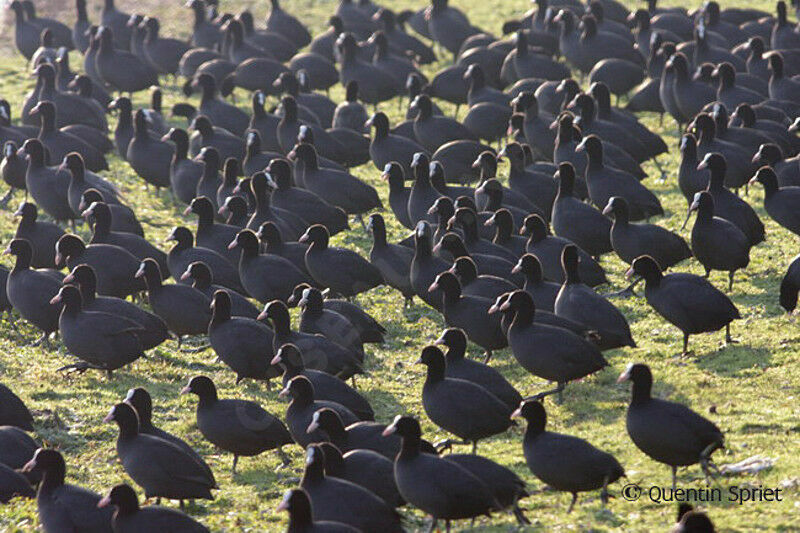 Eurasian Coot, Behaviour