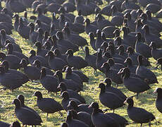 Eurasian Coot