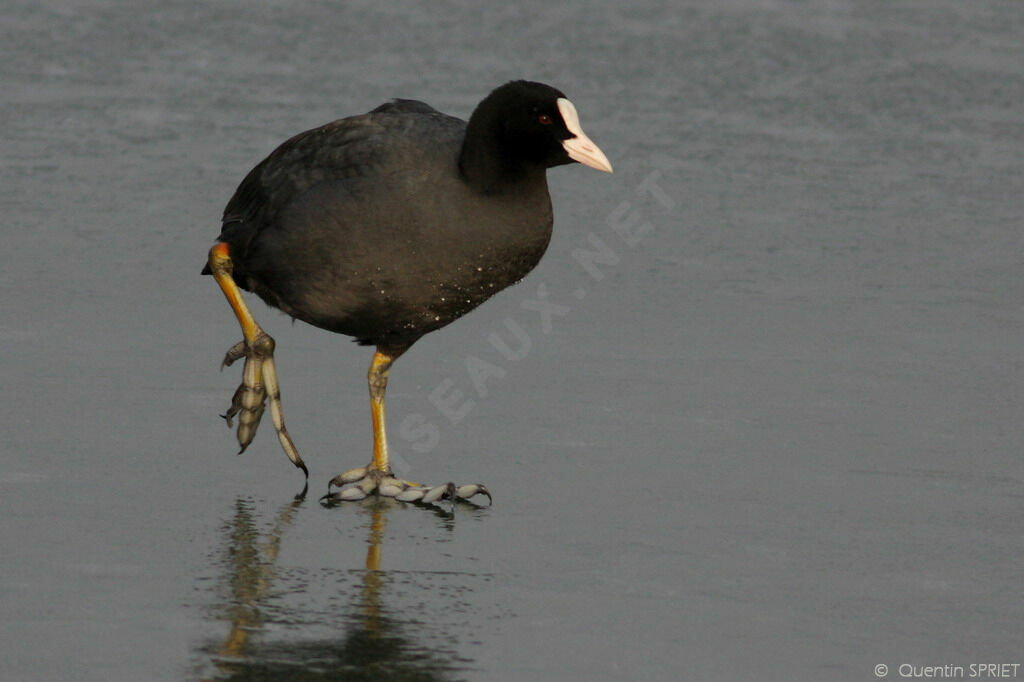 Eurasian Cootadult, identification