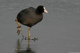 Eurasian Coot