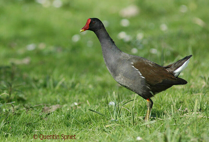 Gallinule poule-d'eauadulte