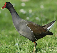 Gallinule poule-d'eau