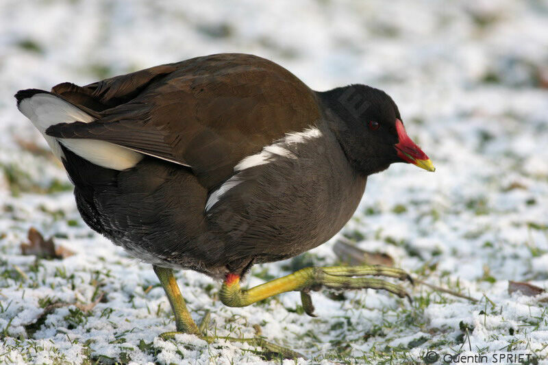 Common Moorhenadult, identification, Behaviour