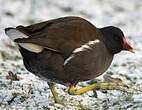 Gallinule poule-d'eau