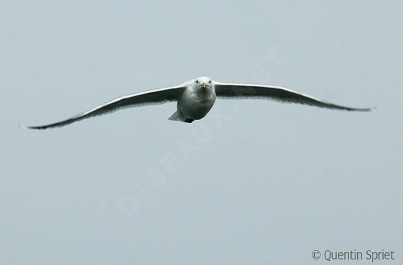 European Herring Gull, Flight