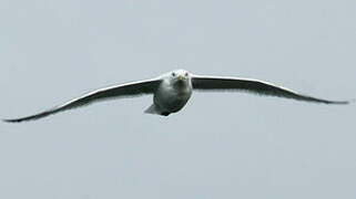 European Herring Gull