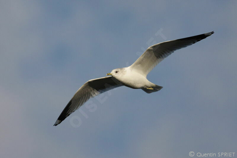 Common Gulladult post breeding, Flight