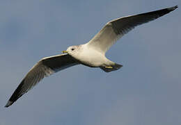 Common Gull